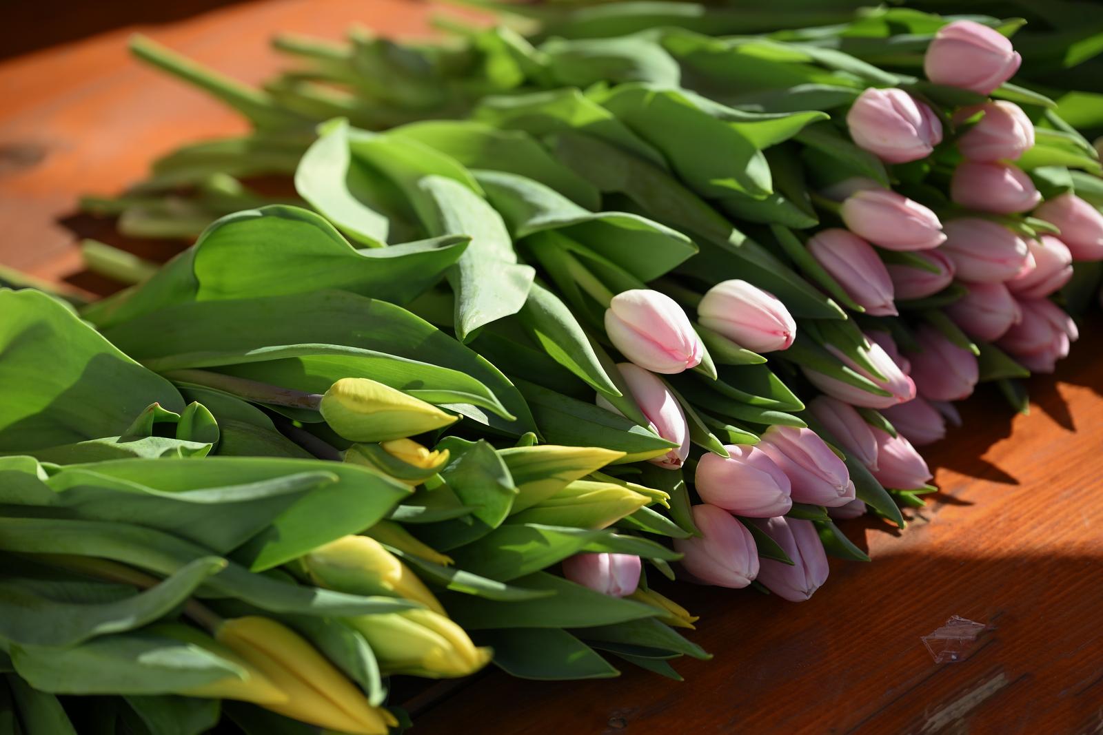 12. humanitarna akcija “Omiljeni cvijet Ane Rukavine” 12. humanitarna akcija “Omiljeni cvijet Ane Rukavine”