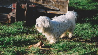Večernji đir po Sabunikama i Kolovarama. Foto: Iva Perinčić
