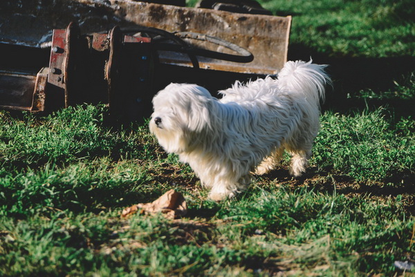 Večernji đir po Sabunikama i Kolovarama. Foto: Iva Perinčić