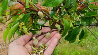Mraz u Galovcu nanio ogromnu štetu poljoprivrednim kulturama a pogotovo voćkama i vinogradima. Foto: Silvio Marcus Milanko