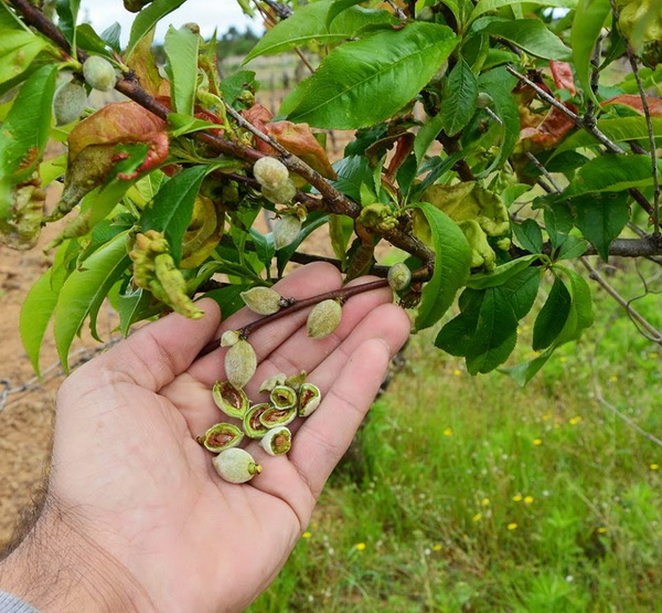 Mraz u Galovcu nanio ogromnu štetu poljoprivrednim kulturama a pogotovo voćkama i vinogradima. Foto: Silvio Marcus Milanko