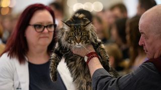 Međunarodna izložba mačaka održana u King Crossu