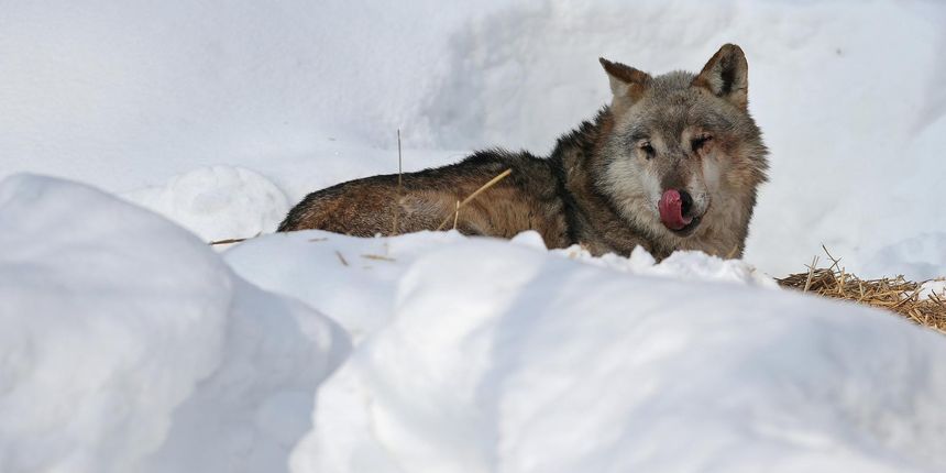 Vuk u snijegu Vuk u snijegu