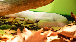 Otvorenje izložbe “Zmije – opasna ljepota”, foto: Iva Perinčić Otvorenje izložbe “Zmije – opasna ljepota”, foto: Iva Perinčić