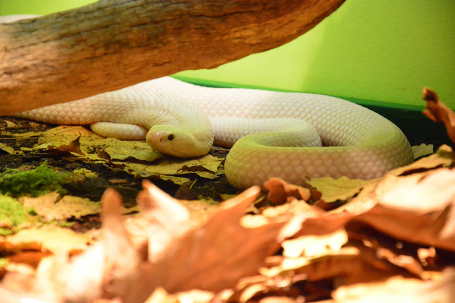 Otvorenje izložbe “Zmije – opasna ljepota”, foto: Iva Perinčić Otvorenje izložbe “Zmije – opasna ljepota”, foto: Iva Perinčić