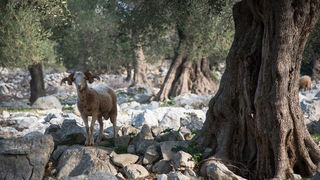 Berba maslina u Lunu, foto: V. Pesic