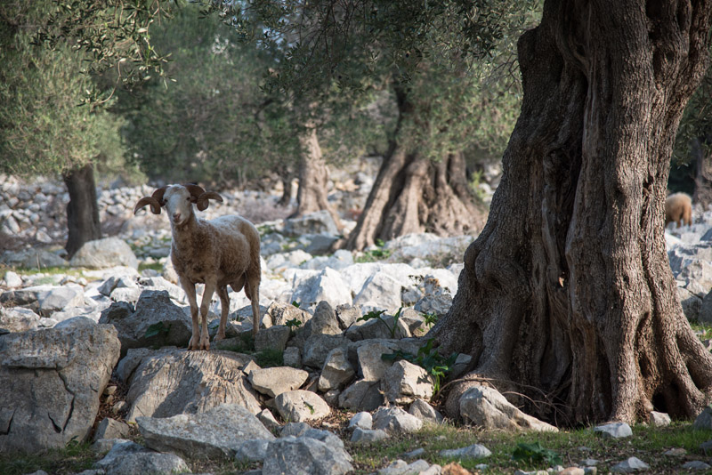 Berba maslina u Lunu, foto: V. Pesic