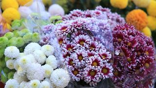 Započela prodaja cvijeća na zadarskoj tržnici, foto-I. Perinčić Započela prodaja cvijeća na zadarskoj tržnici, foto-I. Perinčić