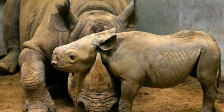 Te čudesne životinje