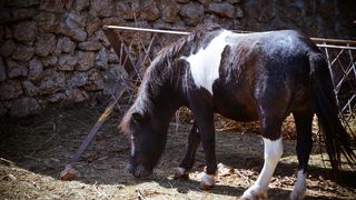 Zaton Obrovački: ZOO s egzotičnim i domaćim životinjama Zaton Obrovački: ZOO s egzotičnim i domaćim životinjama