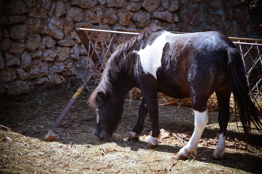 Zaton Obrovački: ZOO s egzotičnim i domaćim životinjama Zaton Obrovački: ZOO s egzotičnim i domaćim životinjama