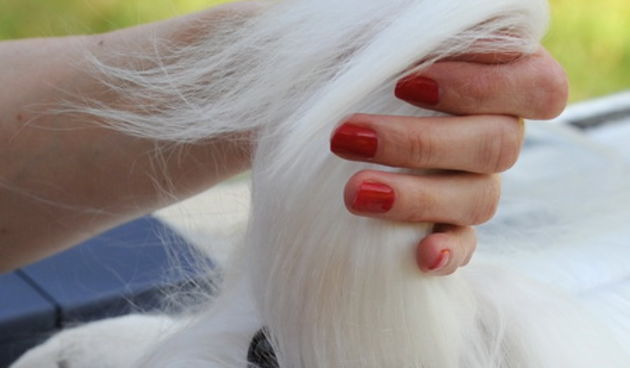 Zadar, 010510.
U autokampu na Boriku odrzava se medjunarodna izlozba pasa svih pasmina “Cacib Zadar”. Organizatori su Hrvatski kinoloski savez i Kinolosko drustvo “Dalmatinski pas” 
iz Zadra. Sudjeluje gotovo 1000 pasa.
Foto: Andrija Lucic / CROPIX