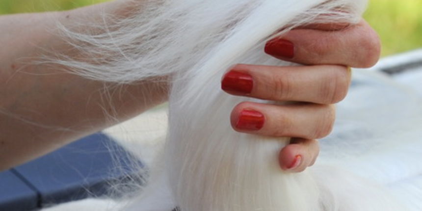 Zadar, 010510.
U autokampu na Boriku odrzava se medjunarodna izlozba pasa svih pasmina “Cacib Zadar”. Organizatori su Hrvatski kinoloski savez i Kinolosko drustvo “Dalmatinski pas”
iz Zadra. Sudjeluje gotovo 1000 pasa.
Foto: Andrija Lucic / CROPIX Zadar, 010510.
U autokampu na Boriku odrzava se medjunarodna izlozba pasa svih pasmina “Cacib Zadar”. Organizatori su Hrvatski kinoloski savez i Kinolosko drustvo “Dalmatinski pas”
iz Zadra. Sudjeluje gotovo 1000 pasa.
Foto: Andrija Lucic / CROPIX