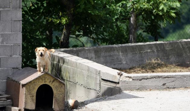U Balgusi pored Zagreba u sikari zive zmije koje ulaze u dvorista obliznjih kuca. Stanari se boje otvarati vrata i prozore i pustiti djecu da se igraju. Ana Marija Sambar iz Ulice Levaki Gornji u cije dvoriste zmije cesto zalaze kaze da su vlasnici sikare
