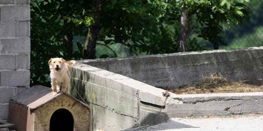 U Balgusi pored Zagreba u sikari zive zmije koje ulaze u dvorista obliznjih kuca. Stanari se boje otvarati vrata i prozore i pustiti djecu da se igraju. Ana Marija Sambar iz Ulice Levaki Gornji u cije dvoriste zmije cesto zalaze kaze da su vlasnici sikare