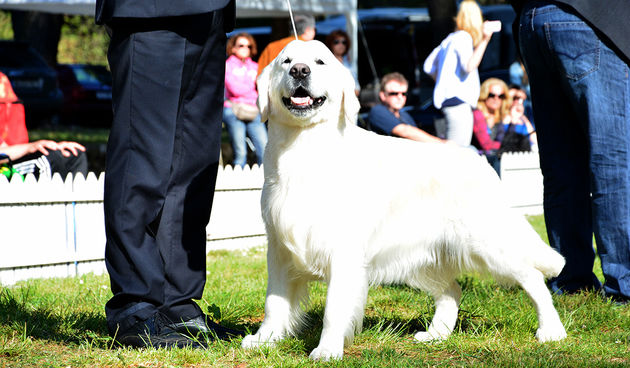 Započeo CACIB Zadar 2015. ; foto Kristina Kajić