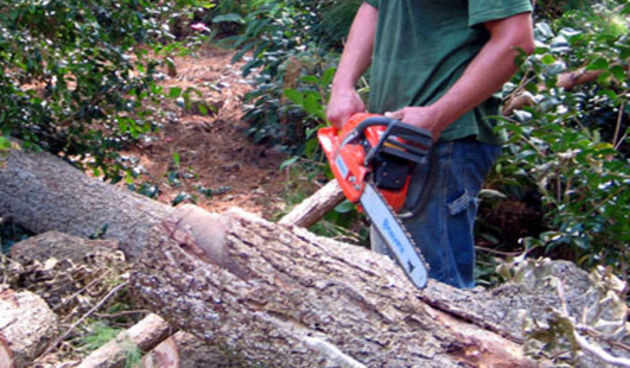 Drvosječa (Foto: ag.sfasu.edu)