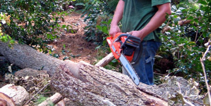 Drvosječa (Foto: ag.sfasu.edu) Drvosječa (Foto: ag.sfasu.edu)