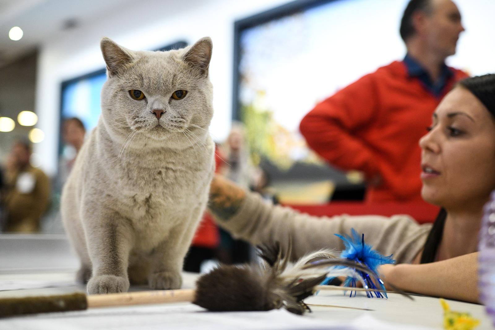 Međunarodna izložba mačaka