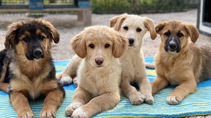 zadarski azil za pse, psi zadarski azil za pse, psi