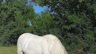 Libretići na snimanju spota u Ponylandu Libretići na snimanju spota u Ponylandu