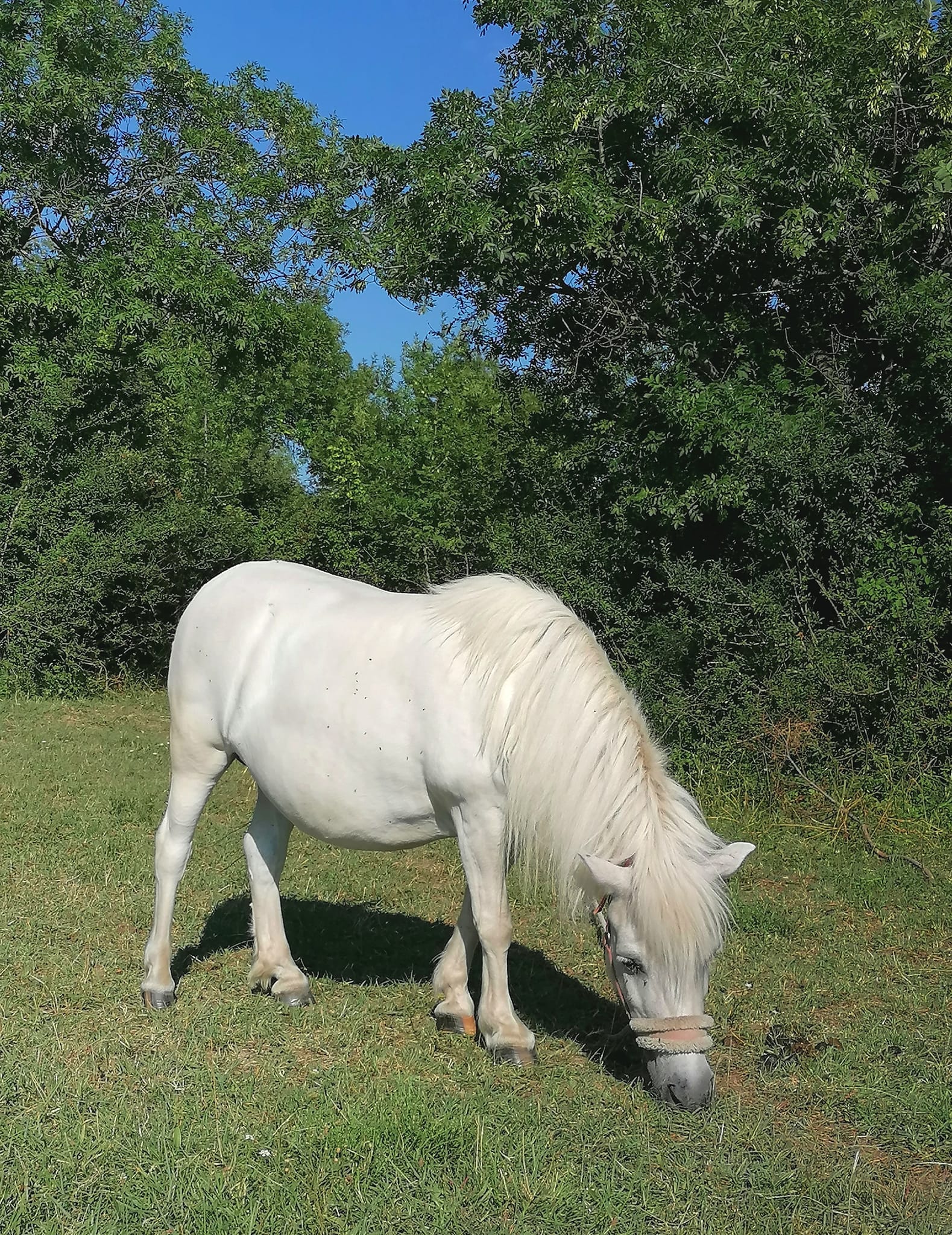 Libretići na snimanju spota u Ponylandu Libretići na snimanju spota u Ponylandu