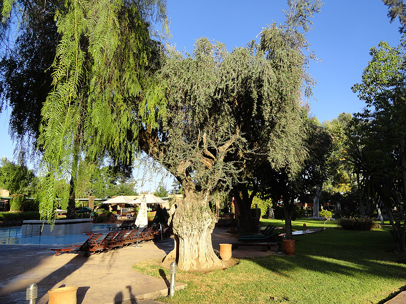 Skitnja Casablancom, foto: Pero Šindija