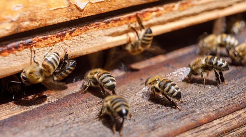 Image 6084441 (auto) Image 6084441 (auto)