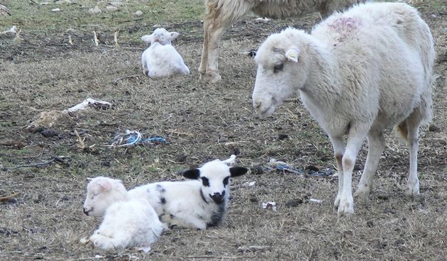 Paška ovca i janje (Foto: Josip Portada)