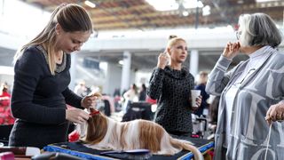 Izložba pasa na Zagrebačkom velesajmu Izložba pasa na Zagrebačkom velesajmu