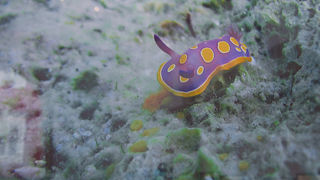 Otvorenje izložbe “Zagrljaj dubine” u Gradskoj loži, Foto: Leo Banić Otvorenje izložbe “Zagrljaj dubine” u Gradskoj loži, Foto: Leo Banić