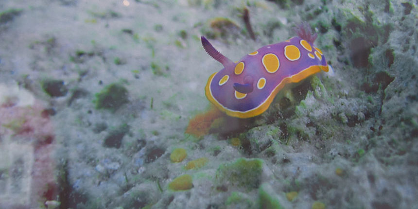 Otvorenje izložbe “Zagrljaj dubine” u Gradskoj loži, Foto: Leo Banić