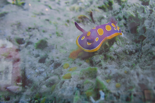 Otvorenje izložbe “Zagrljaj dubine” u Gradskoj loži, Foto: Leo Banić Otvorenje izložbe “Zagrljaj dubine” u Gradskoj loži, Foto: Leo Banić