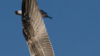 Jutarnja svađa galebova, foto: Leo Banić