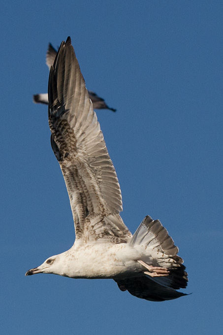 Jutarnja svađa galebova, foto: Leo Banić