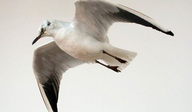 Etnološki odjel Narodnog muzeja priprema izložbu ”Galebarenje”