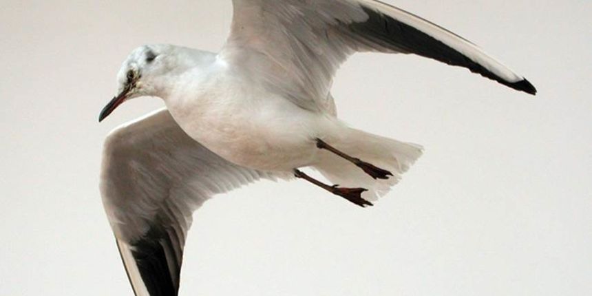 Etnološki odjel Narodnog muzeja priprema izložbu ”Galebarenje” Etnološki odjel Narodnog muzeja priprema izložbu ”Galebarenje”