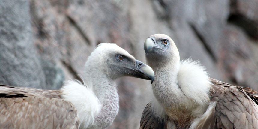 Ovo su zakonom zaštićene životinje u Hrvatskoj Ovo su zakonom zaštićene životinje u Hrvatskoj