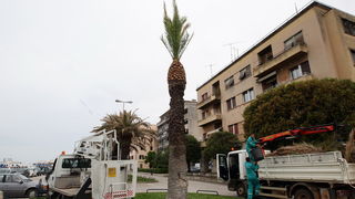 Zadar, 220512.
Palme na zadarskoj Obali kneza Branimira osusile su se, sto je posljedica ovogodisnje natprosjecno hladne i snjezne zime. Jutros su radnici Nasada poceli rezati pozutjele grane, sto ce olaksati rast zelenih mladica.
Foto: Jure Miskovic / CR