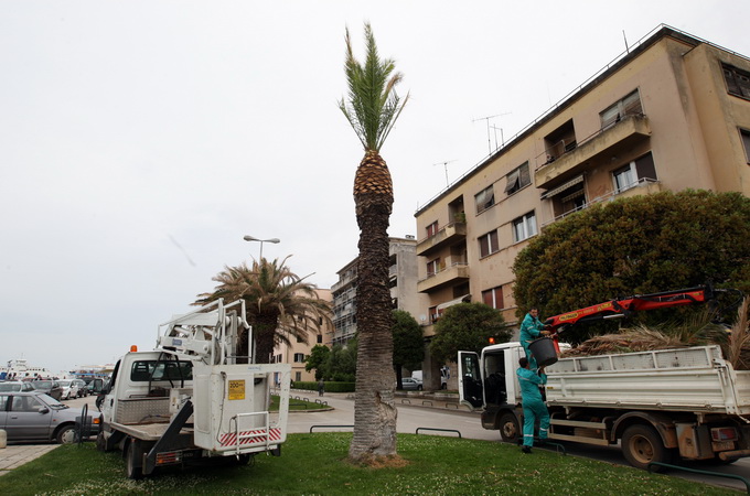 Zadar, 220512.
Palme na zadarskoj Obali kneza Branimira osusile su se, sto je posljedica ovogodisnje natprosjecno hladne i snjezne zime. Jutros su radnici Nasada poceli rezati pozutjele grane, sto ce olaksati rast zelenih mladica.
Foto: Jure Miskovic / CR
