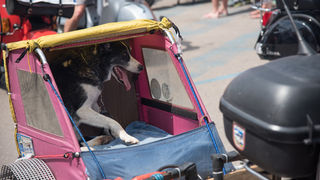 Spektakularni defile vespaša, foto: Vinko Pešić Spektakularni defile vespaša, foto: Vinko Pešić