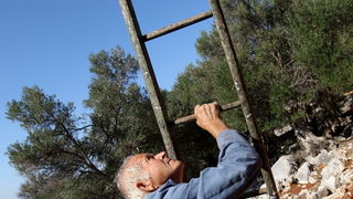 Pag, Lun, 221012.
Berba maslina u lunskom masliniku koji se nalazi kod mjesta Lun na otoku Pagu. Omedjen je suhozidima, prostire se na 400 hektara i sadrzi oko 80.000 stabala maslina. Najveci je maslinik u Hrvatskoj. U Lunskom masliniku rastu brojne jedin Pag, Lun, 221012.
Berba maslina u lunskom masliniku koji se nalazi kod mjesta Lun na otoku Pagu. Omedjen je suhozidima, prostire se na 400 hektara i sadrzi oko 80.000 stabala maslina. Najveci je maslinik u Hrvatskoj. U Lunskom masliniku rastu brojne jedin