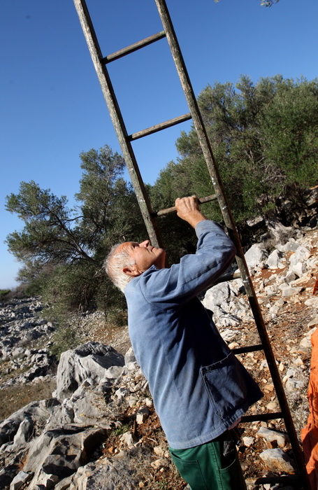 Pag, Lun, 221012.
Berba maslina u lunskom masliniku koji se nalazi kod mjesta Lun na otoku Pagu. Omedjen je suhozidima, prostire se na 400 hektara i sadrzi oko 80.000 stabala maslina. Najveci je maslinik u Hrvatskoj. U Lunskom masliniku rastu brojne jedin Pag, Lun, 221012.
Berba maslina u lunskom masliniku koji se nalazi kod mjesta Lun na otoku Pagu. Omedjen je suhozidima, prostire se na 400 hektara i sadrzi oko 80.000 stabala maslina. Najveci je maslinik u Hrvatskoj. U Lunskom masliniku rastu brojne jedin