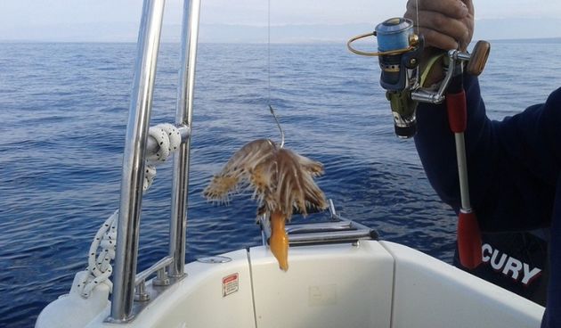 Obitelj ulovila dva ‘aliena’ kraj Vira na dubini od 40 metara, foto: 24sata