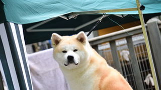 16. Međunarodna izložba pasa CACIB Zadar – Prvak prvaka 2016. 16. Međunarodna izložba pasa CACIB Zadar – Prvak prvaka 2016.