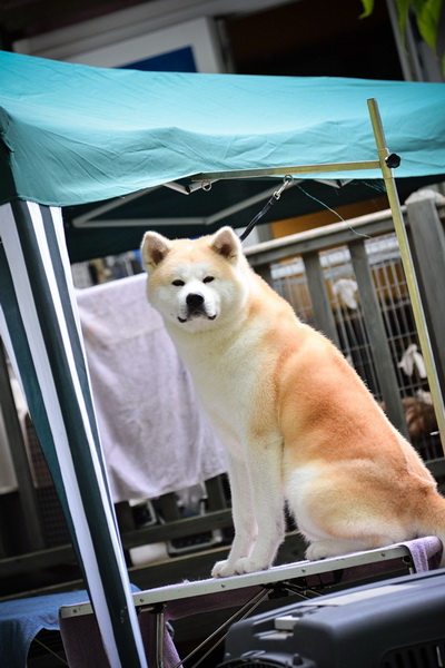 16. Međunarodna izložba pasa CACIB Zadar – Prvak prvaka 2016. 16. Međunarodna izložba pasa CACIB Zadar – Prvak prvaka 2016.