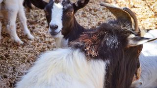 Zaton Obrovački: ZOO s egzotičnim i domaćim životinjama Zaton Obrovački: ZOO s egzotičnim i domaćim životinjama