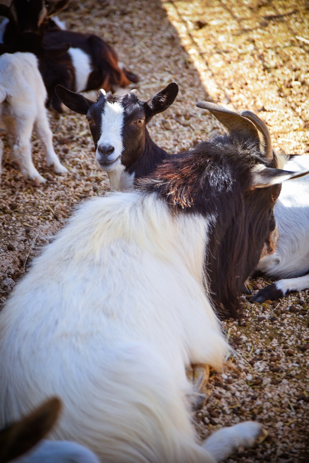 Zaton Obrovački: ZOO s egzotičnim i domaćim životinjama Zaton Obrovački: ZOO s egzotičnim i domaćim životinjama