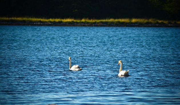 Đir po Ninu 18. svibnja 2014., foto: Iva Perinčić