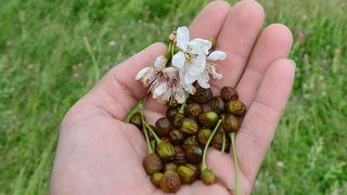 Mraz u Galovcu nanio ogromnu štetu poljoprivrednim kulturama a pogotovo voćkama i vinogradima. Foto: Silvio Marcus Milanko